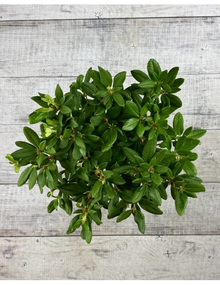 'Abendsonne' - różanecznik wielkokwiatowy
Rhododendron hybridum 'Abendsonne'