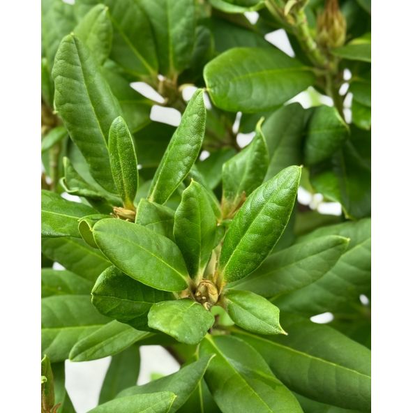 'Abendsonne' - różanecznik wielkokwiatowy
Rhododendron hybridum 'Abendsonne'