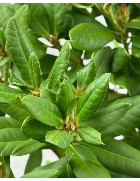 'Abendsonne' - różanecznik wielkokwiatowy
Rhododendron hybridum 'Abendsonne'