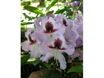 'Alexis' - różanecznik wielkokwiatowy
Rhododendron hybridum 'Alexis'