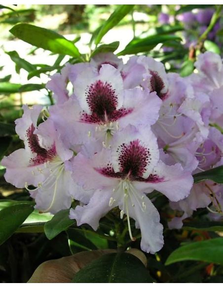 'Alexis' - różanecznik wielkokwiatowy
Rhododendron hybridum 'Alexis'