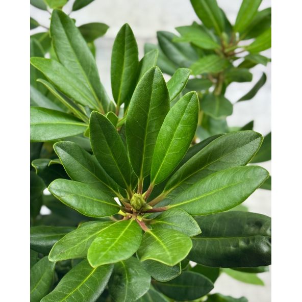 'Alexis' - różanecznik wielkokwiatowy
Rhododendron hybridum 'Alexis'