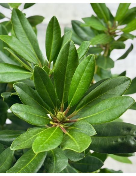 'Alexis' - różanecznik wielkokwiatowy
Rhododendron hybridum 'Alexis'