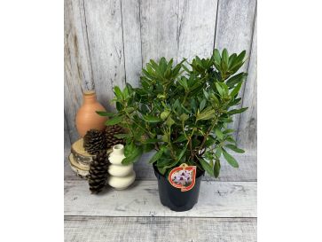 'Alexis' - różanecznik wielkokwiatowy
Rhododendron hybridum 'Alexis' 2