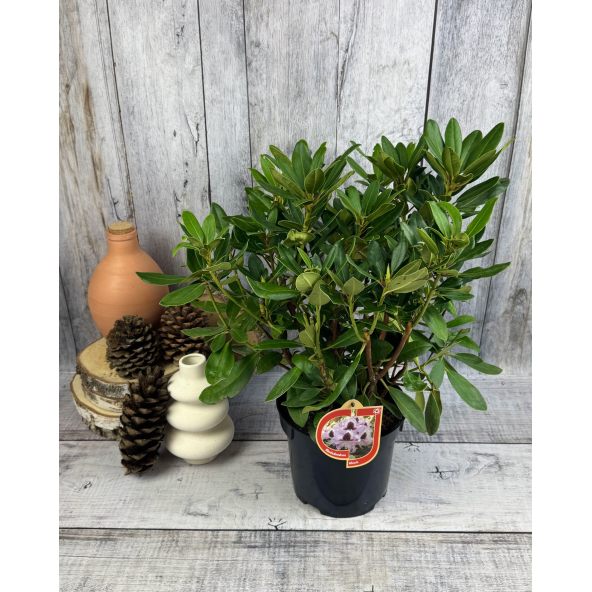 'Alexis' - różanecznik wielkokwiatowy
Rhododendron hybridum 'Alexis'