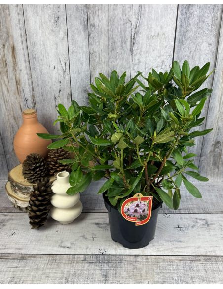 'Alexis' - różanecznik wielkokwiatowy
Rhododendron hybridum 'Alexis'