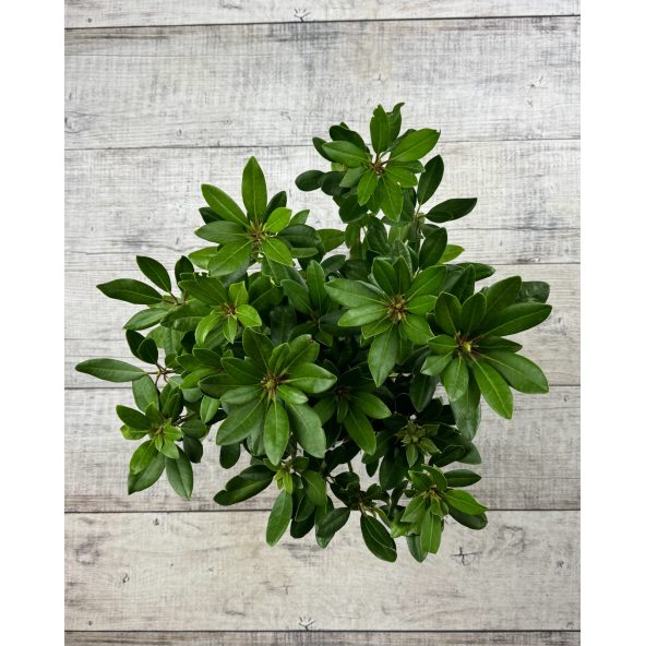 'Alexis' - różanecznik wielkokwiatowy
Rhododendron hybridum 'Alexis'