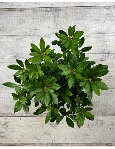 'Alexis' - różanecznik wielkokwiatowy
Rhododendron hybridum 'Alexis'