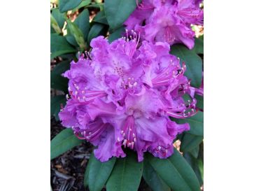 'Alfred' - różanecznik wielkokwiatowy
Rhododendron hybridum 'Alfred'