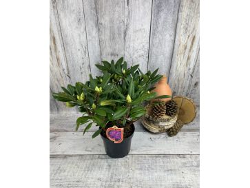 'Alfred' - różanecznik wielkokwiatowy
Rhododendron hybridum 'Alfred' 2