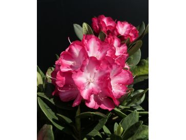 'Ann Lindsay' - różanecznik wielkokwiatowy
Rhododendron hybridum 'Ann Lindsay'