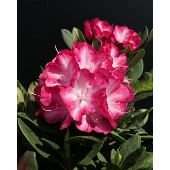 'Ann Lindsay' - różanecznik wielkokwiatowy
Rhododendron hybridum 'Ann Lindsay'