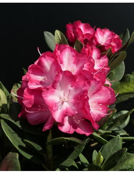 'Ann Lindsay' - różanecznik wielkokwiatowy
Rhododendron hybridum 'Ann Lindsay' 'Ann Lindsay' - różanecznik wielkokwiatowy
Rhododendron hybridum 'Ann Lindsay'