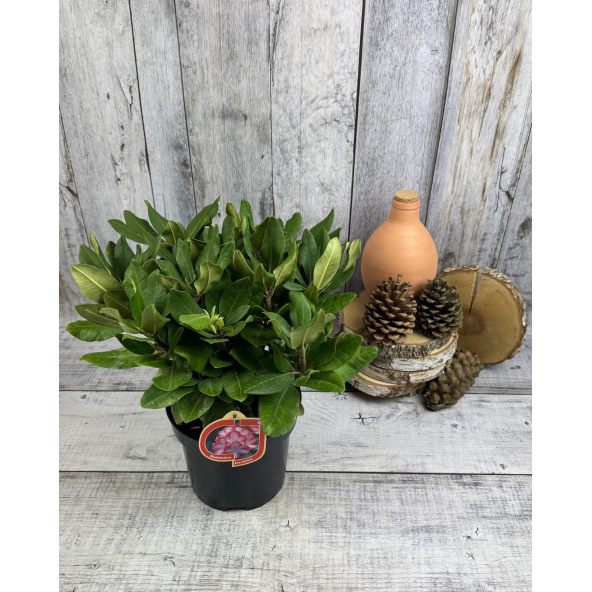 'Ann Lindsay' - różanecznik wielkokwiatowy
Rhododendron hybridum 'Ann Lindsay'