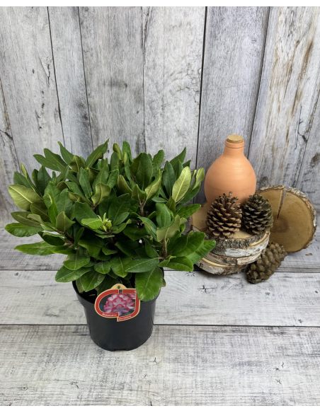 'Ann Lindsay' - różanecznik wielkokwiatowy
Rhododendron hybridum 'Ann Lindsay' 'Ann Lindsay' - różanecznik wielkokwiatowy
Rhododendron hybridum 'Ann Lindsay'