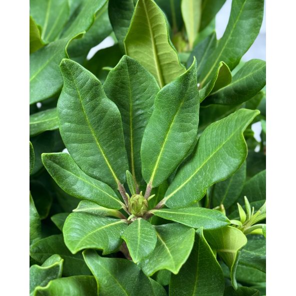 'Ann Lindsay' - różanecznik wielkokwiatowy
Rhododendron hybridum 'Ann Lindsay'