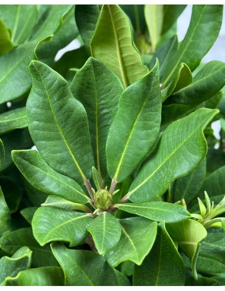'Ann Lindsay' - różanecznik wielkokwiatowy
Rhododendron hybridum 'Ann Lindsay' 'Ann Lindsay' - różanecznik wielkokwiatowy
Rhododendron hybridum 'Ann Lindsay'