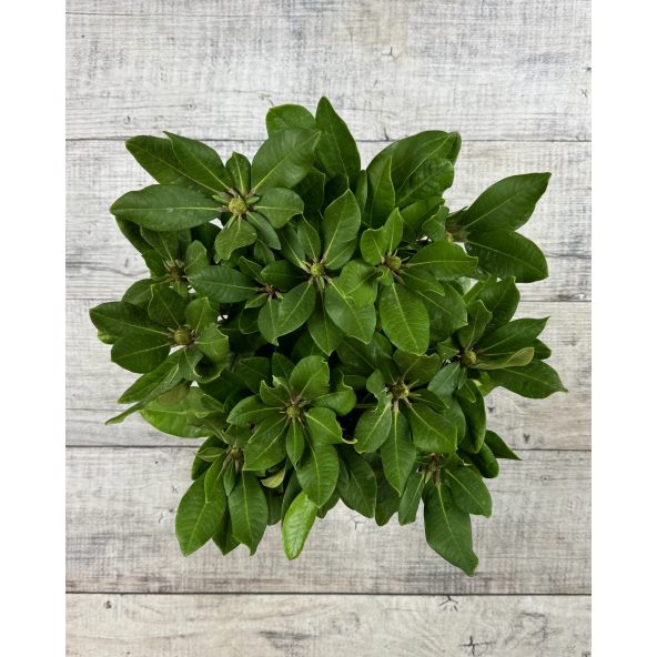 'Ann Lindsay' - różanecznik wielkokwiatowy
Rhododendron hybridum 'Ann Lindsay'