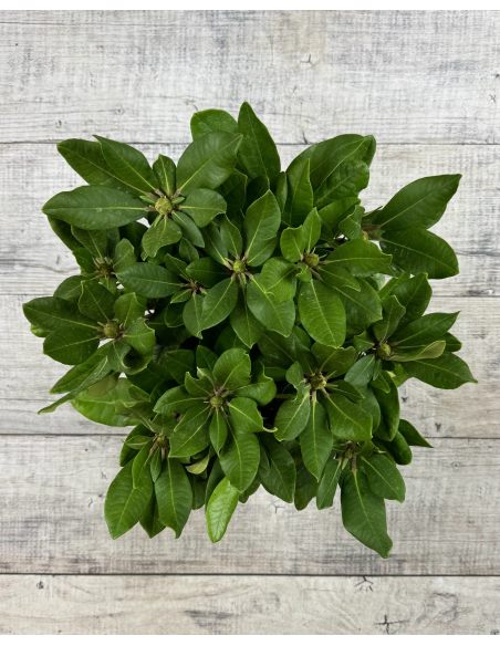 'Ann Lindsay' - różanecznik wielkokwiatowy
Rhododendron hybridum 'Ann Lindsay' 'Ann Lindsay' - różanecznik wielkokwiatowy
Rhododendron hybridum 'Ann Lindsay'