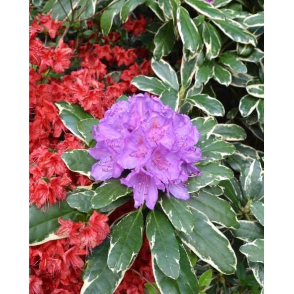 'Anna's Platinum' - różanecznik wielkokwiatowy
Rhododendron hybridum 'Anna's Platinum'