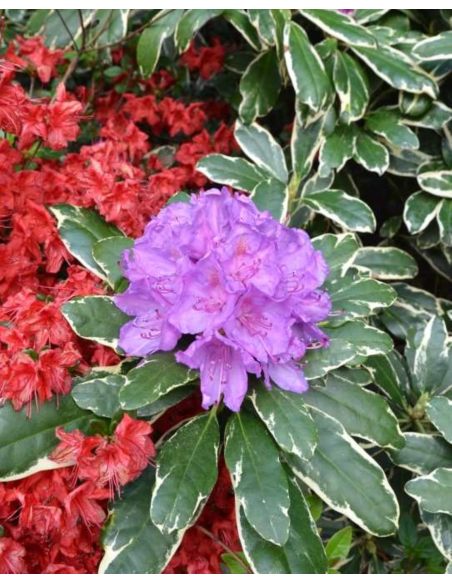 'Anna's Platinum' - różanecznik wielkokwiatowy
Rhododendron hybridum 'Anna's Platinum'