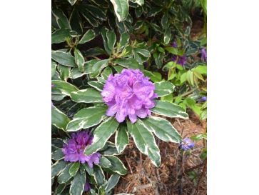 'Anna's Platinum' - różanecznik wielkokwiatowy
Rhododendron hybridum 'Anna's Platinum'