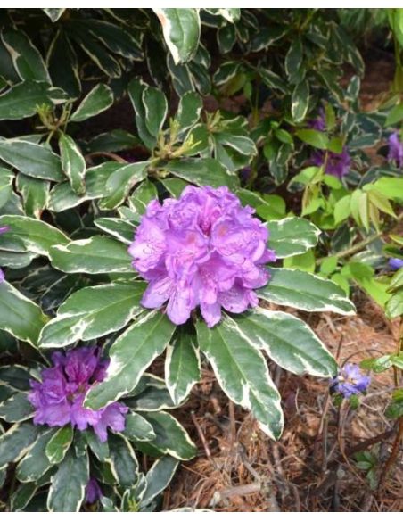 'Anna's Platinum' - różanecznik wielkokwiatowy
Rhododendron hybridum 'Anna's Platinum'