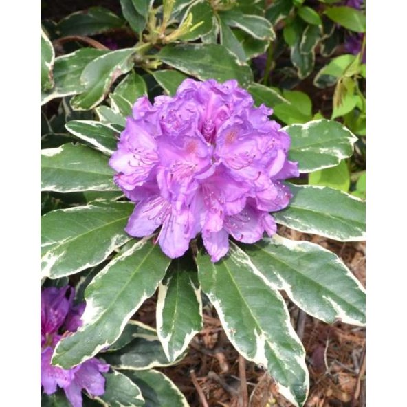 'Anna's Platinum' - różanecznik wielkokwiatowy
Rhododendron hybridum 'Anna's Platinum'