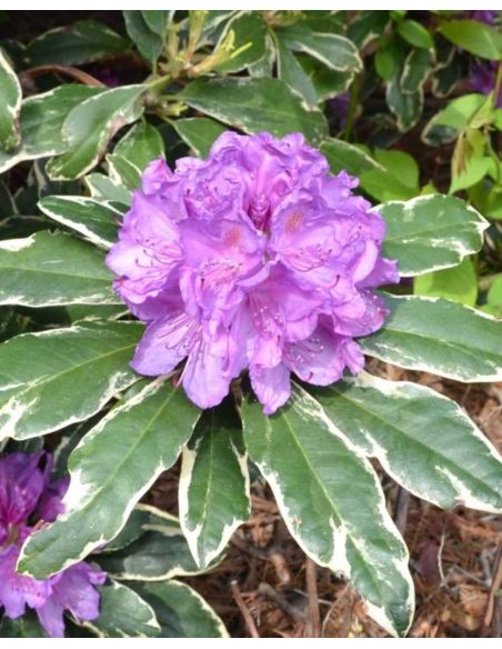 'Anna's Platinum' - różanecznik wielkokwiatowy
Rhododendron hybridum 'Anna's Platinum'