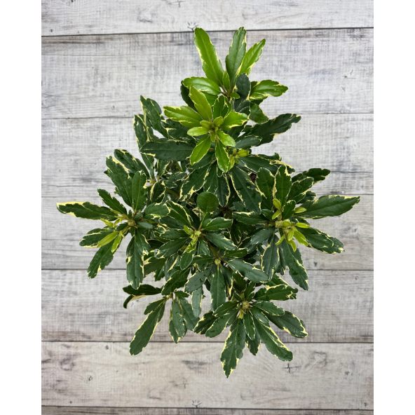 'Anna's Platinum' - różanecznik wielkokwiatowy
Rhododendron hybridum 'Anna's Platinum'