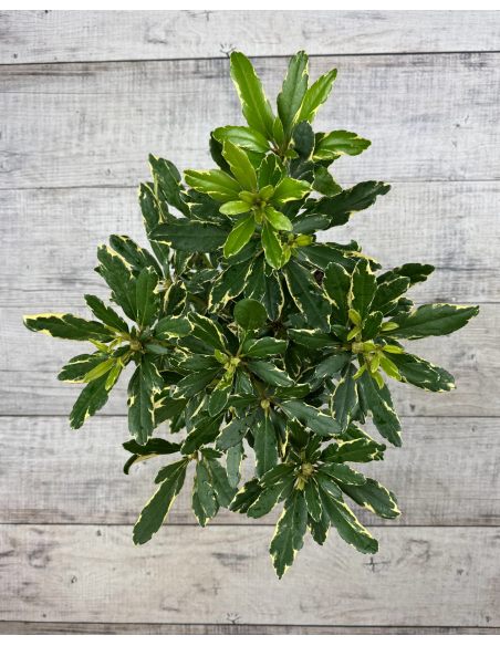 'Anna's Platinum' - różanecznik wielkokwiatowy
Rhododendron hybridum 'Anna's Platinum'