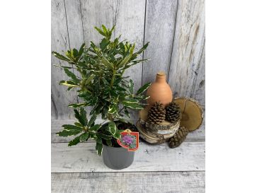 'Anna's Platinum' - różanecznik wielkokwiatowy
Rhododendron hybridum 'Anna's Platinum' 2