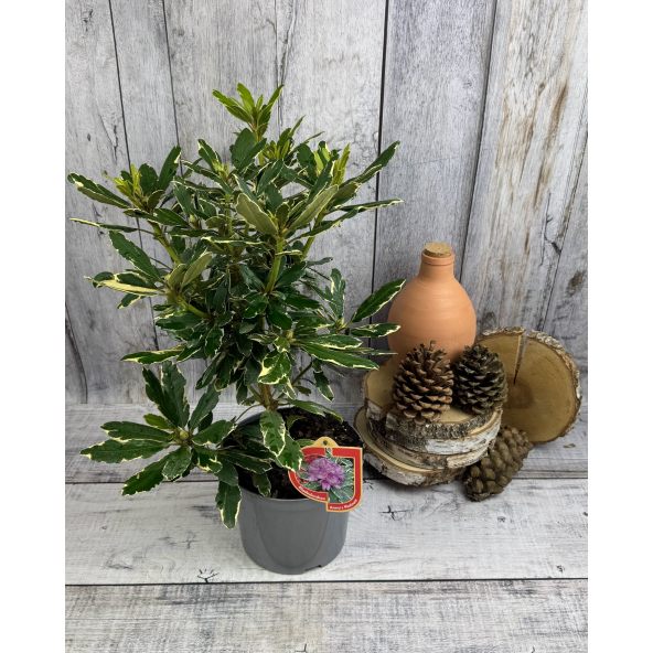 'Anna's Platinum' - różanecznik wielkokwiatowy
Rhododendron hybridum 'Anna's Platinum'