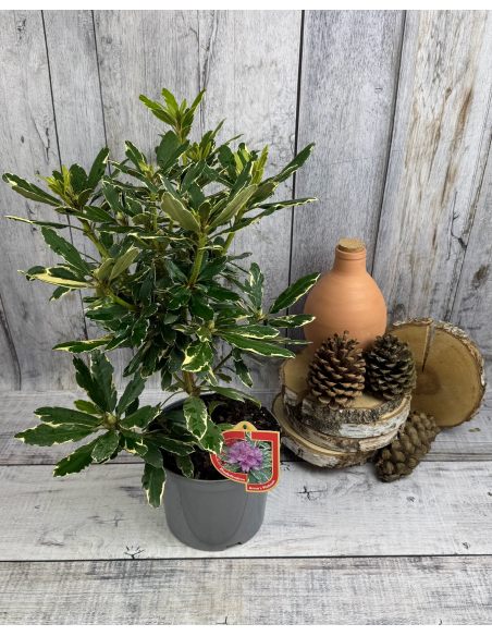 'Anna's Platinum' - różanecznik wielkokwiatowy
Rhododendron hybridum 'Anna's Platinum'