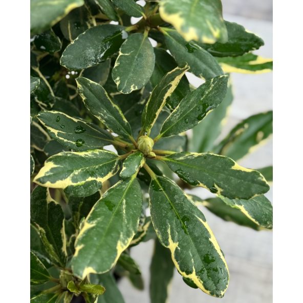 'Anna's Platinum' - różanecznik wielkokwiatowy
Rhododendron hybridum 'Anna's Platinum'