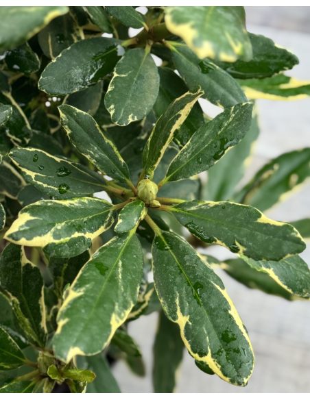 'Anna's Platinum' - różanecznik wielkokwiatowy
Rhododendron hybridum 'Anna's Platinum'