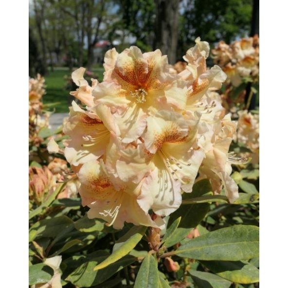 'Bernstein' - różanecznik wielkokwiatowy
Rhododendron hybridum 'Bernstein'