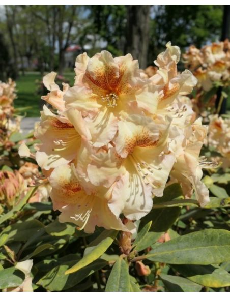 'Bernstein' - różanecznik wielkokwiatowy
Rhododendron hybridum 'Bernstein'