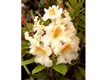'Bernstein' - różanecznik wielkokwiatowy
Rhododendron hybridum 'Bernstein'