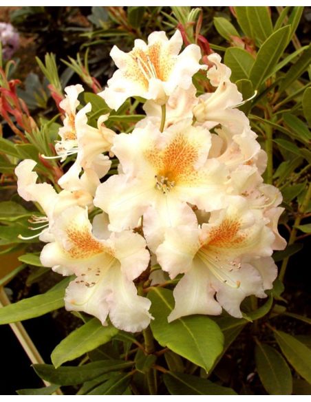 'Bernstein' - różanecznik wielkokwiatowy
Rhododendron hybridum 'Bernstein'