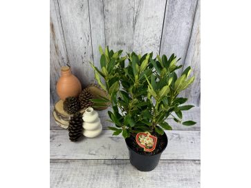 'Bernstein' - różanecznik wielkokwiatowy
Rhododendron hybridum 'Bernstein' 2