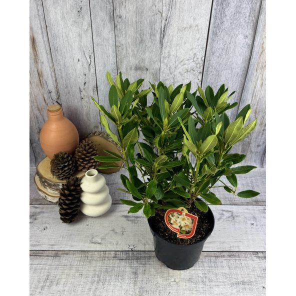 'Bernstein' - różanecznik wielkokwiatowy
Rhododendron hybridum 'Bernstein'