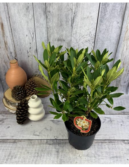 'Bernstein' - różanecznik wielkokwiatowy
Rhododendron hybridum 'Bernstein'