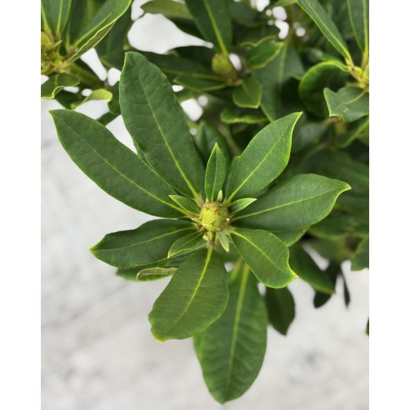 'Bernstein' - różanecznik wielkokwiatowy
Rhododendron hybridum 'Bernstein'