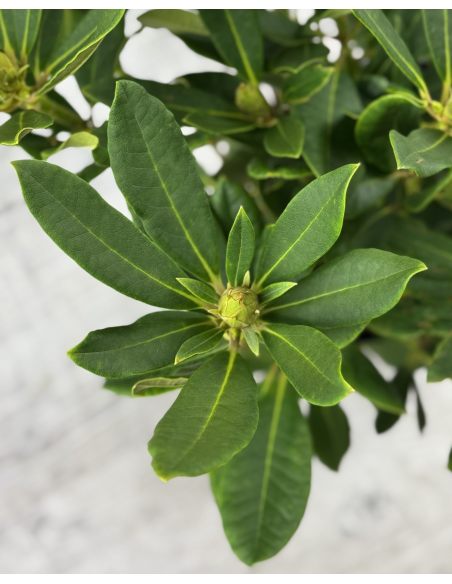 'Bernstein' - różanecznik wielkokwiatowy
Rhododendron hybridum 'Bernstein'