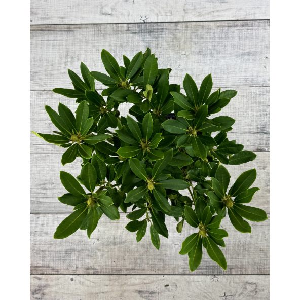 'Bernstein' - różanecznik wielkokwiatowy
Rhododendron hybridum 'Bernstein'