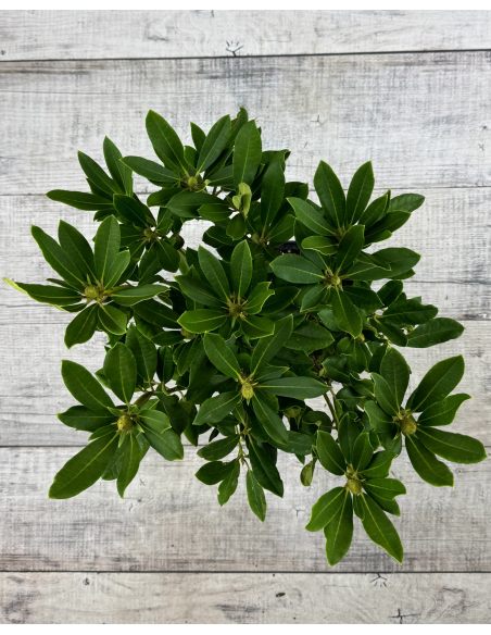 'Bernstein' - różanecznik wielkokwiatowy
Rhododendron hybridum 'Bernstein'