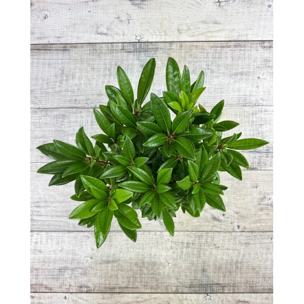 'Brigitte' - różanecznik wielkokwiatowy
Rhododendron hybridum 'Brigitte'