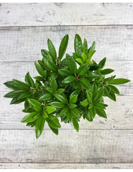 'Brigitte' - różanecznik wielkokwiatowy
Rhododendron hybridum 'Brigitte'