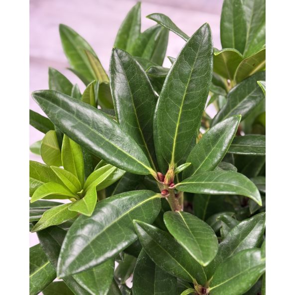 'Brigitte' - różanecznik wielkokwiatowy
Rhododendron hybridum 'Brigitte'